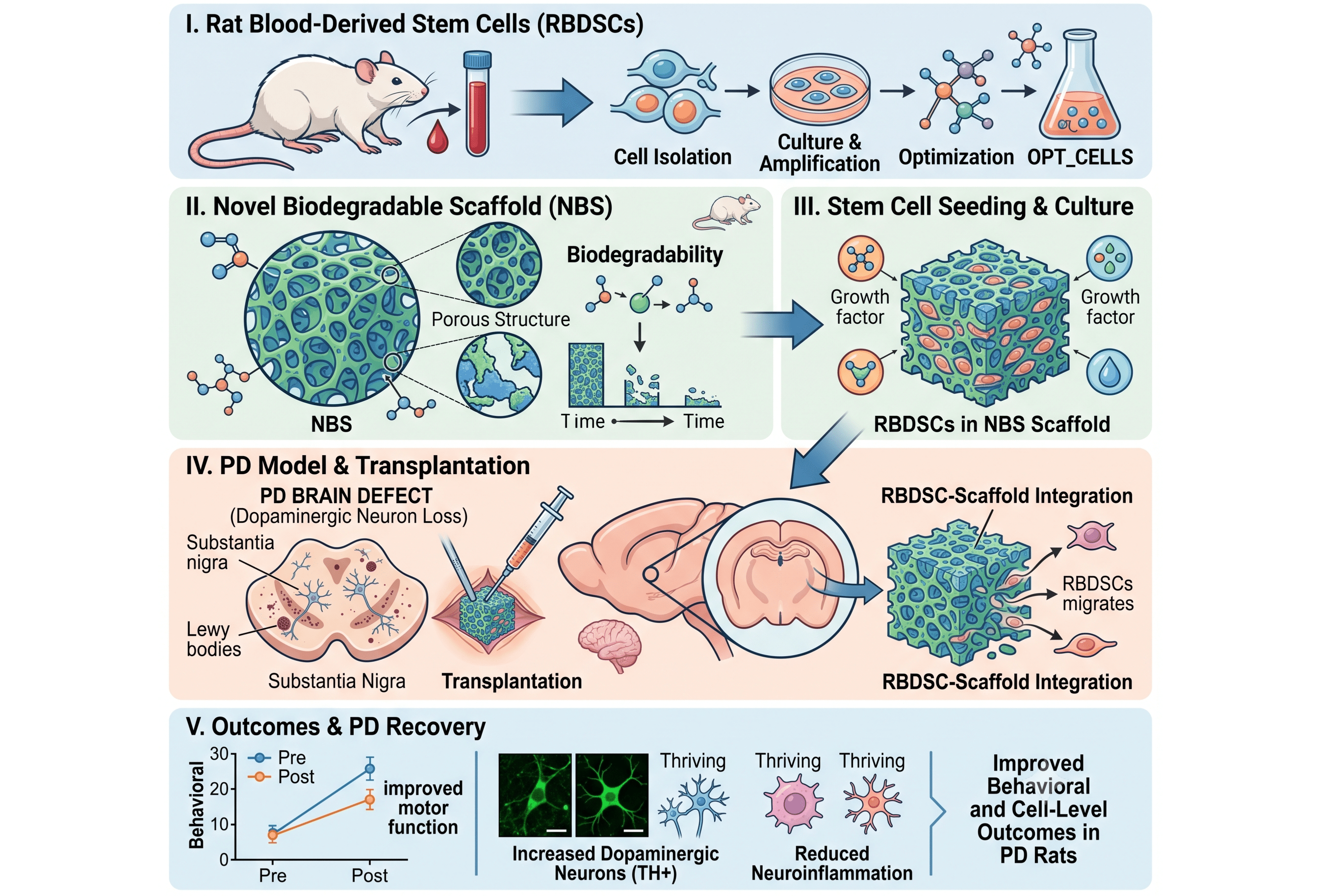 Optimization and Transplantation of Rat Blood-Derived Stem Cells Using a Novel Biodegradable Scaffold for Treating Parkinsons Disease PD
