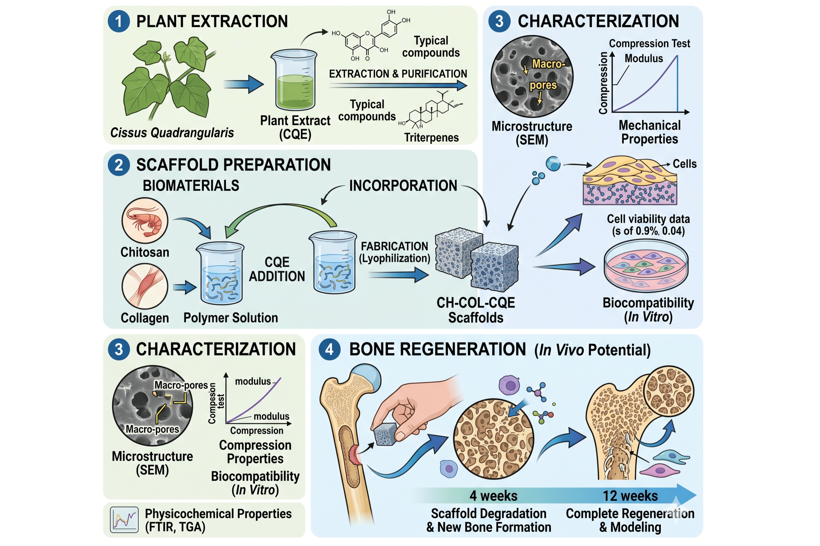 Preparation and characterization of Cissus Quandrangularis Linn plant extract incorporated chitosan collagen scaffold for bone regeneration